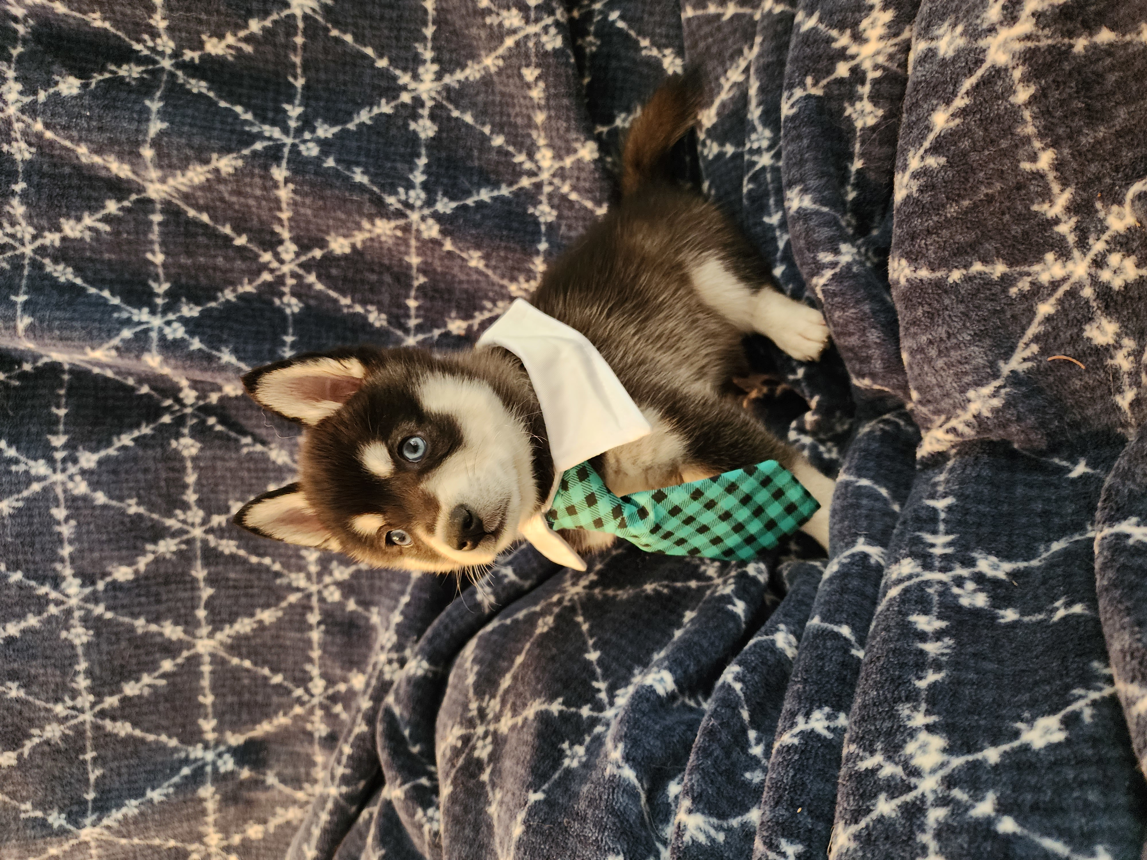 Mini Alaskan Klee Kai male,  Mini Alaskan Klee Kai male, 8 wks, first shots, family raised $2,000 406-750-0203