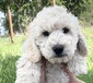 GOLDENDOODLE PUPPIES <br>10 weeks, super  GOLDENDOODLE PUPPIES  10 weeks, super friendly, no shed, only 3 left!  One white, two silver phantom.  Mid size, 40 Lbs as adults.  Health guaranteed, vet checked, dewormed, shots, come choose your puppy! $1900 More details on our website: www.inlandoodles.com   Call/Text   509-339-5698