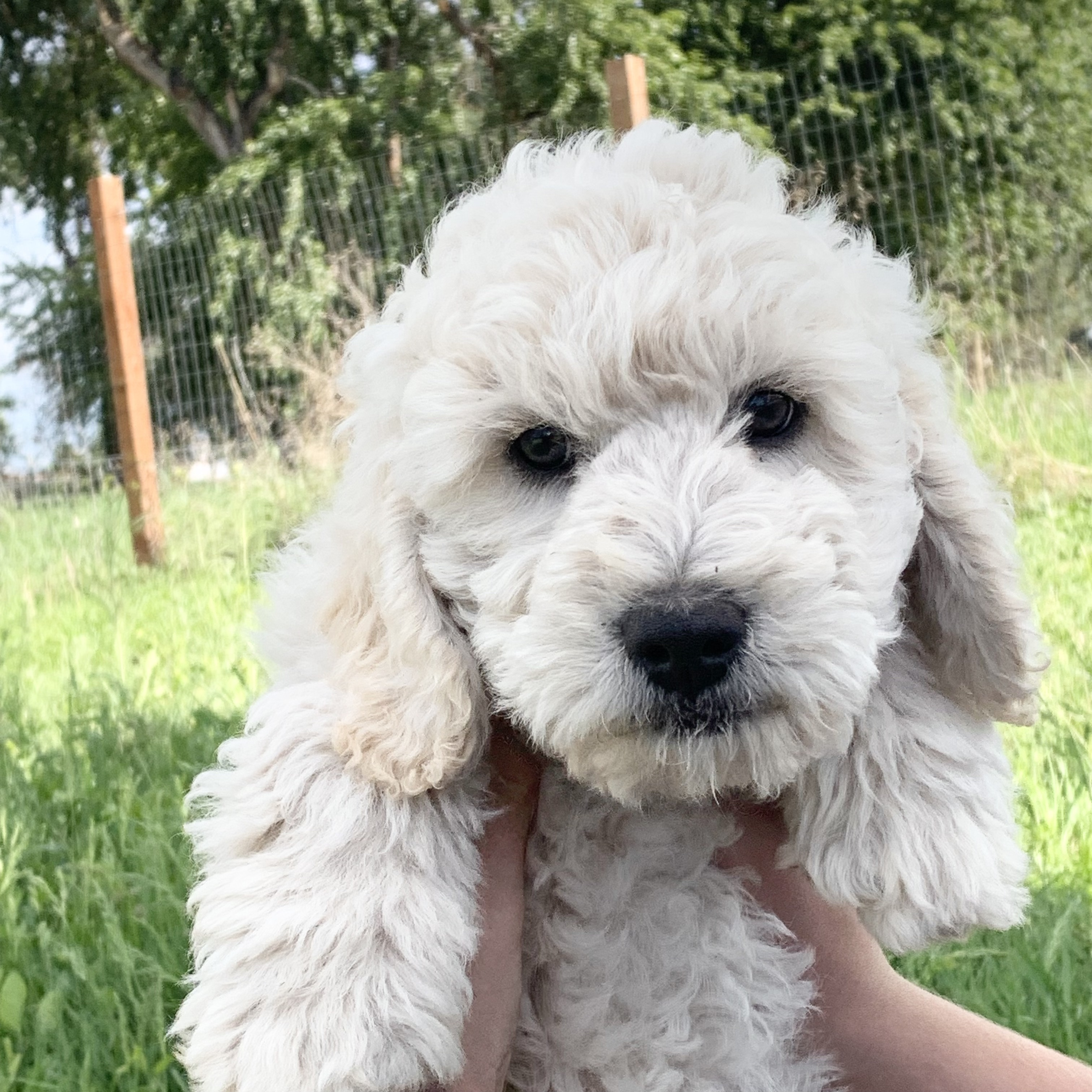 GOLDENDOODLE PUPPIES 10 weeks, super  GOLDENDOODLE PUPPIES 10 weeks, super friendly, no shed, only 3 left! One white, two silver phantom. Mid size, 40 Lbs as adults. Health guaranteed, vet checked, dewormed, shots, come choose your puppy! $1900 More details on our website: www.inlandoodles.com Call/Text 509-339-5698