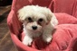  MALTESE 8 WEEKS OLD   MALTESE 8 WEEKS OLD <br> 2 female and 1 male Maltese puppies ready to find their forever homes. 8 weeks old, has their 6 week shots.  <br>Please contact Alissa <br> 208-819-3485 