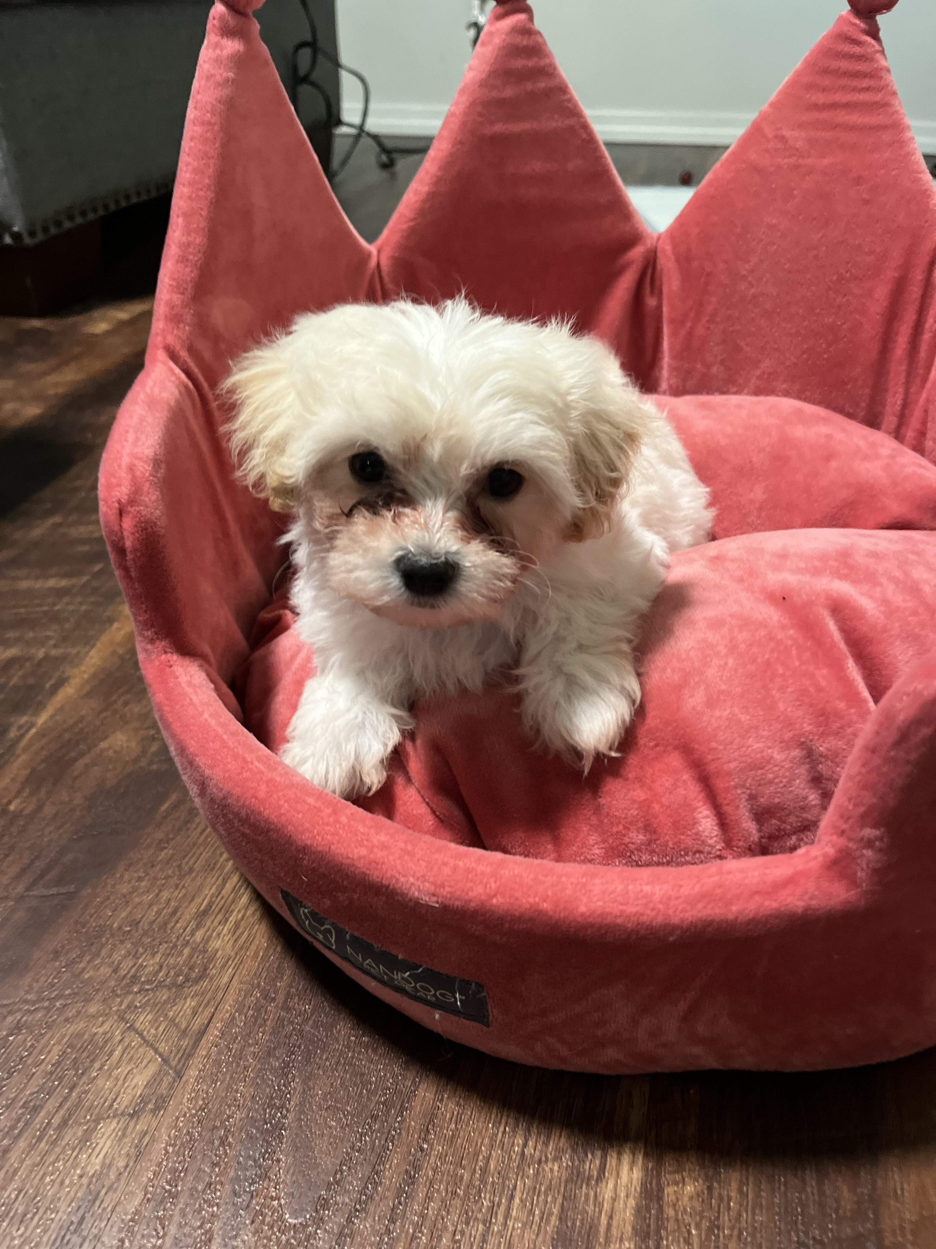 MALTESE 8 WEEKS OLD 2  MALTESE 8 WEEKS OLD 2 female and 1 male Maltese puppies ready to find their forever homes. 8 weeks old, has their 6 week shots. Please contact Alissa at 208-819-3485 Rathdrum