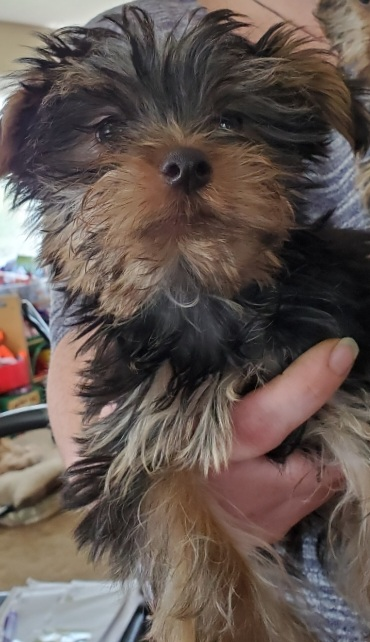 AKC YORKSHIRE TERRIER PUPPIES Vet  AKC YORKSHIRE TERRIER PUPPIES Vet checked, shots & dewormed. ONLY ONE MALE LEFT Available NOW! 208-691-6132