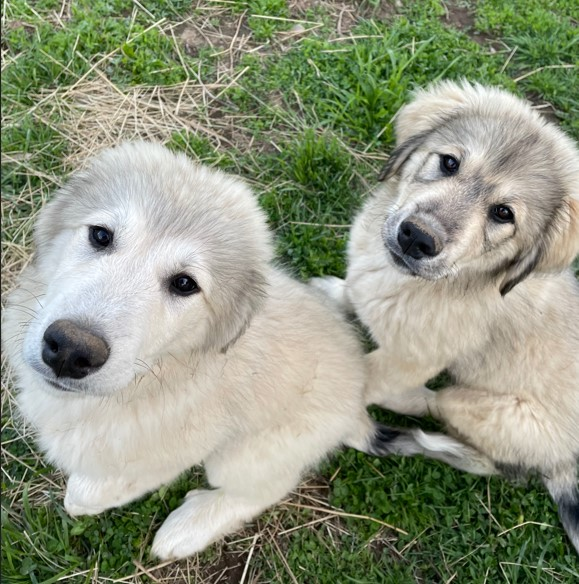 Livestock Guardian Dogs For Sale  Livestock Guardian Dogs For Sale Two 3 month old males; One 1.5 year old pregnant female rehoming with shots and deworming. $400 for puppies & $300 for female. Pleases call 907-414-6115 Cataldo