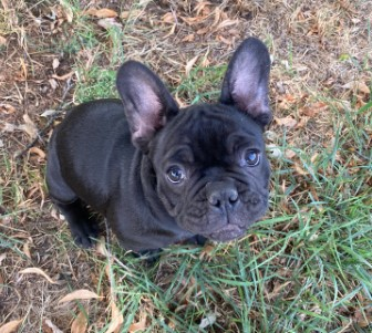 AKC FRENCH BULLDOG PUPPIES We  AKC FRENCH BULLDOG PUPPIES We have 3 French Bulldogs ready for their forever homes! One silver female and two black males. $4,500 each. 509-288-0968 St. John, WA