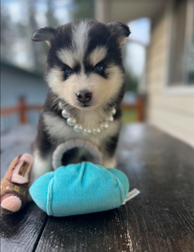 POMSKY PUPS READY NOW! Vet POMSKY PUPS READY NOW! Vet checked, parents health screened, raised in home. Socialized. Perfect! Gorgeous blue eyes! Contact Smart Pomskies at 208-755-6397. Rathdrum