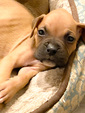  BOXER PUPPIES <br> Traditional   BOXER PUPPIES <br> Traditional Fawn <br>Born 6/7/23 <br>4 puppies available and ready for loving homes  <br>Serious families Only preferably boxer family or have owned boxers prior  <br>Located in PF  <br> Shelli 805-550-3732 