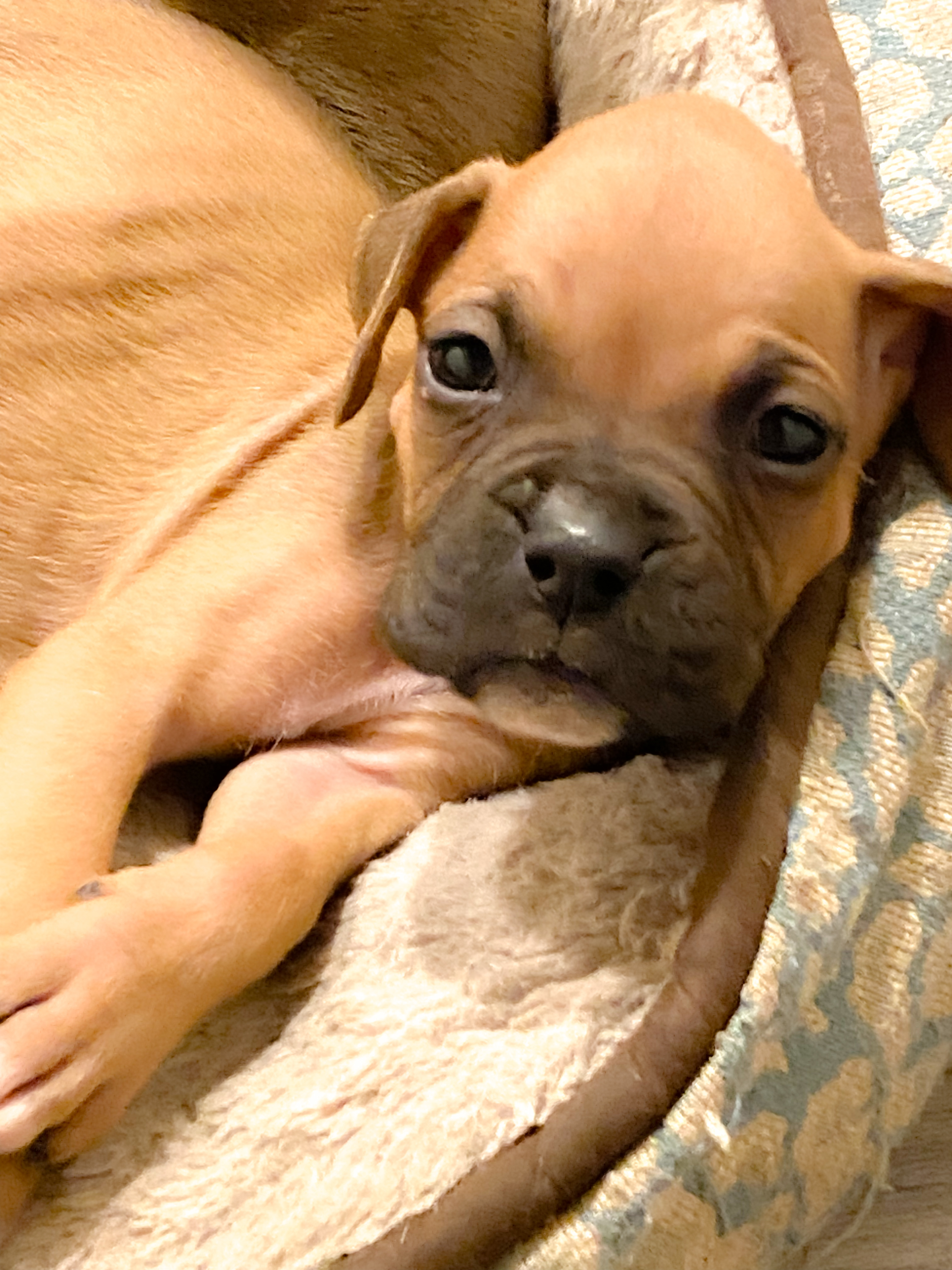 BOXER PUPPIES Traditional Fawn Born  BOXER PUPPIES Traditional Fawn Born 6/7/23 4 puppies available and ready for loving homes. Serious families Only preferably boxer family or have owned boxers prior Located in PF Shelli 805-550-3732