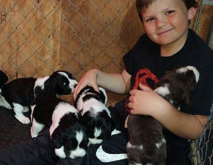AKC English Springer Spaniel Puppies  AKC English Springer Spaniel Puppies Available 05/26. B/W F/M Tails docked, dewclaws removed. Vet check with current shots and dewormed. Great family companions or potential hunters. Call or Text: 208-946-6060 Sandpoint