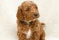 MINI GOLDENDOODLE PUPPIES <br> MINI GOLDENDOODLE PUPPIES <br> Red color, ready to go 10/23. Health guaranteed, no-shed curly coats, super socialized, vet check, family raised. The friendliest temperaments in the world! Accepting deposits, several are still available. $2900 Colbert. Call or Text: 509-339-5698 Full details on our website! <br> www.inlanddoodles.com